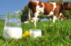 اثرمنفی افزایش قیمت شیرخام بر مصرف لبنیات