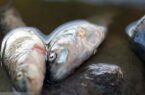 تلفات ماهی های تالاب عینک رشت در دست پیگیری است