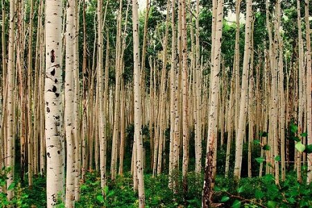 زراعت چوب در ۴۲ هزار هکتار از اراضی ملی و مستثنیات گیلان