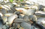 تولید ۴۲ هزار تنی ماهیان گرم آبی در گیلان