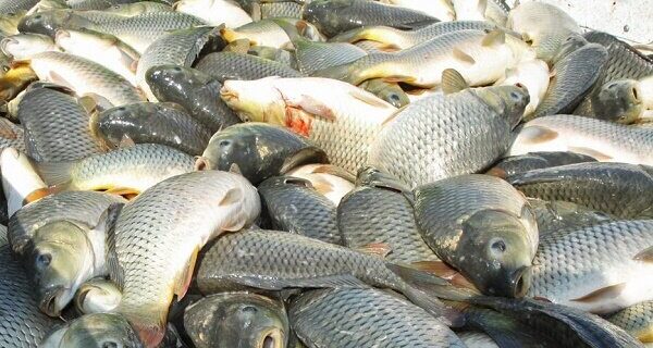 تولید ۴۲ هزار تنی ماهیان گرم آبی در گیلان