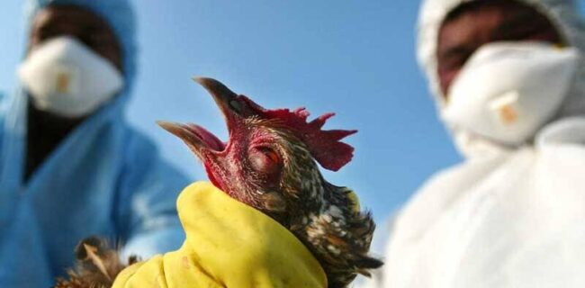 ضرورت پیشگیری از بروز بیماری آنفلوانزای فوق حاد پرندگان در گیلان