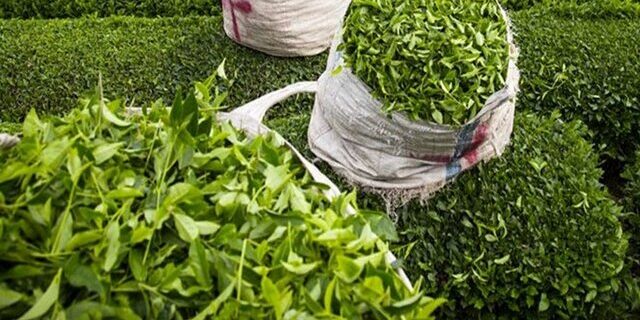 پیش بینی احیای ۵۰۰ هکتار از باغات رها شده چای کشور