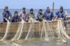 رشد ۴۸ درصدی صید ماهیان استخوانی در دریای خزر