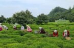 چای ایران جز ۵ چای با کیفیت جهان