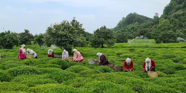 چای ایران جز ۵ چای با کیفیت جهان