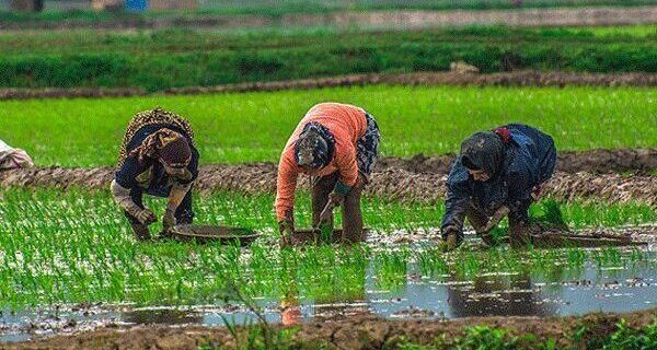 تحقق بیش از ۱۰۰ درصدی کشت قراردادی برنج در گیلان