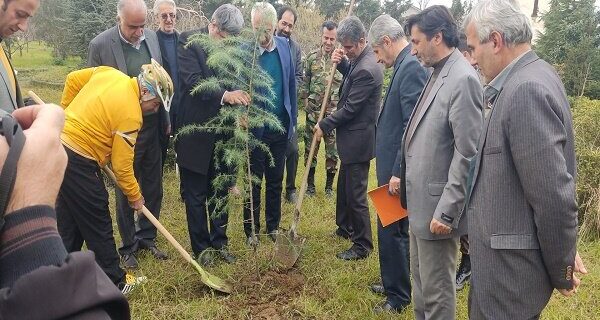 کسب رتبه نخست گیلان در تولید و زراعت چوب کشور