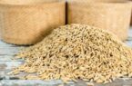 توزیع ۱۷۰۰ تن بذر گواهی شده برنج در استان گیلان