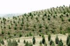 آغاز کاشت ۳۲ میلیون درخت در استان گیلان