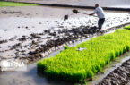 افزون بر یک‌هزار و ۷۵۰ تن بذرگواهی شده برنج در گیلان تولید شد