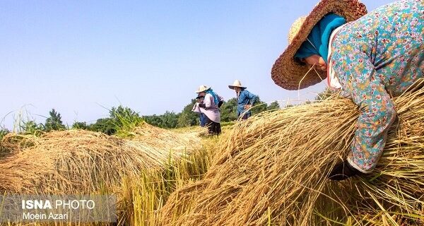 ظهور خوشه برنج در ۱۴۲ هزار هکتار از شالیزارهای گیلان
