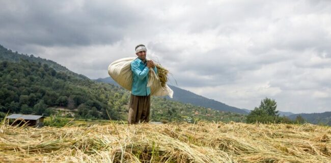 قیمت برنج در گیلان با توجه به هزینه بالای تولید واقعی نیست