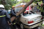 شهروندان از پارک خودرو در مجاورت درختان معابر رشت خودداری کنند