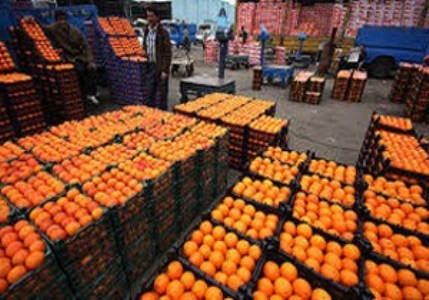 ذخیره سازی ۲۴۰ تنی میوه شب عید در گیلان ذخیره سازی ۲۴۰ تنی میوه شب عید در گیلان