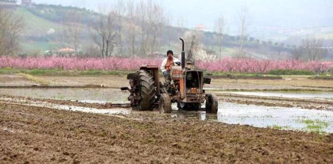 شخم زمستانه ۱۵ درصد شالیزارهای گیلان شخم زمستانه ۱۵ درصد شالیزارهای گیلان