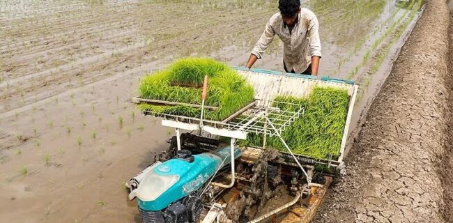 نشای ۷۱ هزار هکتار از شالیزارهای گیلان نشای ۷۱ هزار هکتار از شالیزارهای گیلان