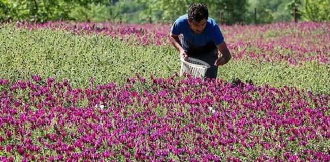 کشت ۲ هزار و ۲۲۰ هکتاری گیاهان دارویی در گیلان