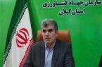 ظرفیت تامین بازار برنج در کشور وجود دارد