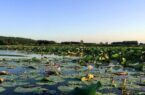 کشاورزی همسو با محیط زیست در روستاهای حاشیه تالاب انزلی