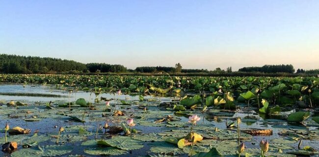 کشاورزی همسو با محیط زیست در روستاهای حاشیه تالاب انزلی کشاورزی همسو با محیط زیست در روستاهای حاشیه تالاب انزلی