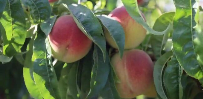 فیلم رنگآمیزی هلو مربوط به رشت نیست فیلم رنگآمیزی هلو مربوط به رشت نیست