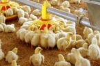 جوجه ریزی ۹۹ میلیون قطعه ای در گیلان