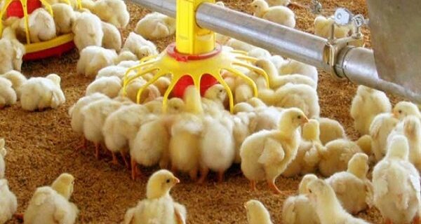 جوجه ریزی ۹۹ میلیون قطعه ای در گیلان جوجه ریزی ۹۹ میلیون قطعه ای در گیلان