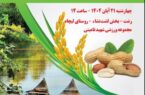 دومین جشنواره بادام زمینی و برنج در لشت‌ نشا برگزار می‌شود