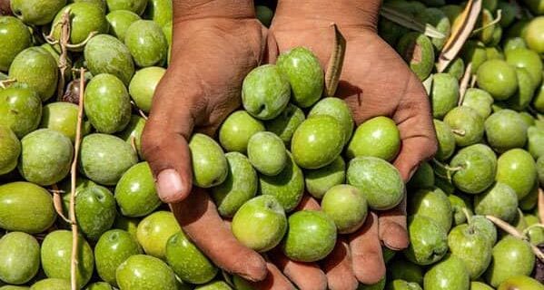 برداشت ۸۵ درصدی زیتون از باغات جنوب گیلان برداشت ۸۵ درصدی زیتون از باغات جنوب گیلان