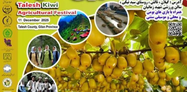 جشنواره شکرانه برداشت کیوی در تالش برگزار می‌شود