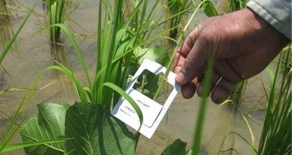 آغاز مبارزه بیولوژیک با آفت ساقهخوار برنج در گیلان آغاز مبارزه بیولوژیک با آفت ساقهخوار برنج در گیلان