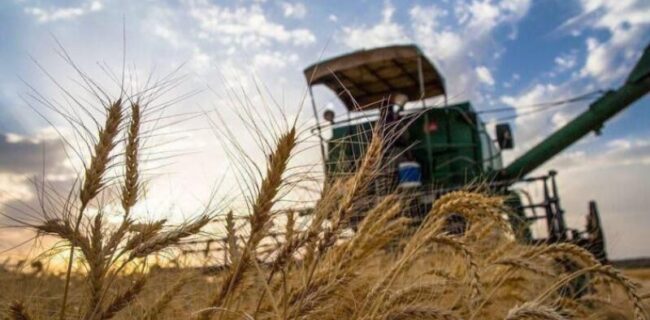 خرید تضمینی گندم در گیلان آغاز شد